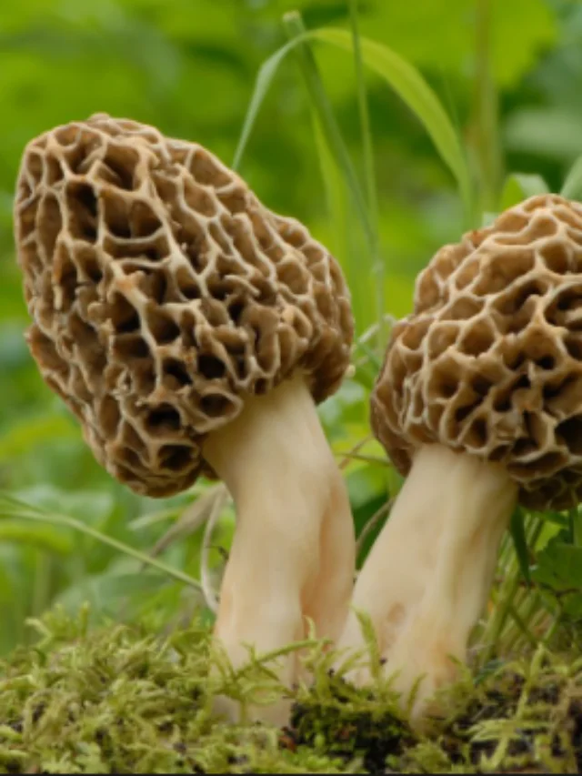 Mushroom Species